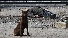 Toulavý pes sedí u těla místního občana, zabitého během ruského ostřelování...