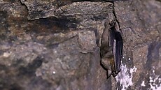 adu let pírodovdci systematicky sledují zimující netopýry v dole Jeroným....