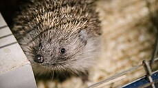 O jeky není v áblické stanici nouze.