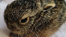 Pípad zbyten zachránných mláat zajíc eí záchranná stanice v...