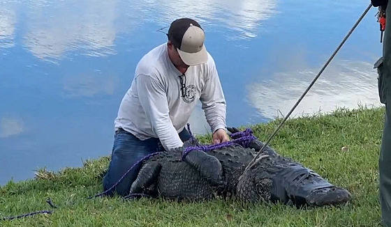 Seniorku na Florid zabil tímetrový aligátor, kdy byla na procházce se psem....