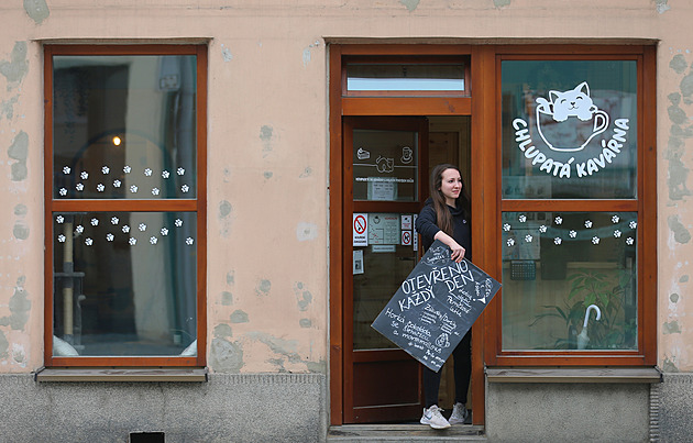 Chlupatá kavárna v Třebíči nabízí posezení v kočičí společnosti