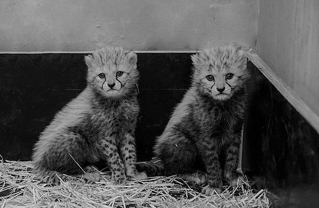 Ústecká zoo přišla o mláďata geparda štíhlého, kvůli nemoci je musela utratit