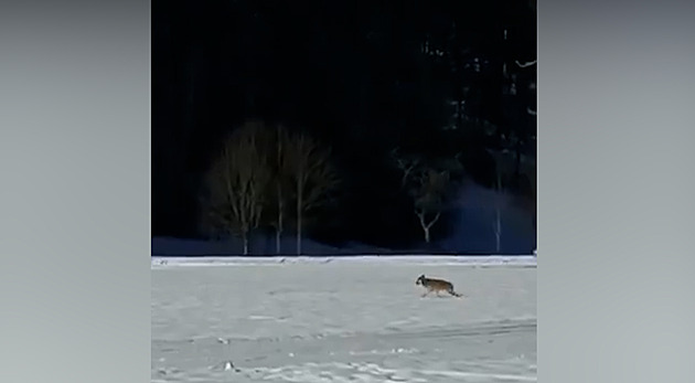 Lidé ve Velkých Karlovicích natočili vlka u běžkařských stop