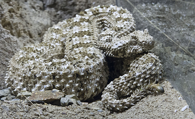 Plzeňská zoo chová jako jediná na světě unikátní zmiji s „pavoučím“ ocasem