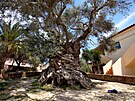 Olivovník z Kréty má být nejstarím stromem svta. Pamatovat má i stavbu...