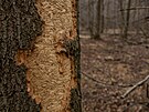 �elezni�n� tra� z Olomouce na Prahu ohro�uj� nemocn� stromy.
