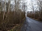 Nemocné stromy v Litovelském Pomoraví ohroují i automobilovou dopravu.