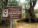 V libanonském mst Bcheale najdete alej celkem 16 olivovník, kterým se...