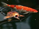 Hladov� ryba. Pod kam�liemi se v jez�rku proh�n�j� kap�i koi.