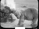 První lední medvdi v praské zoo - Nora a Otto.