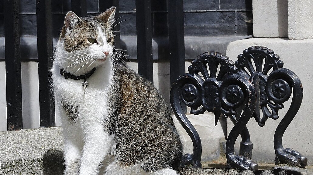 Kocour Larry ped dvemi premiérského sídla v Downing street íslo 10 (13....