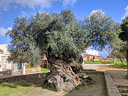 Pesný vk nejstarího krétského olivovníku je tké urit, uvnit je toti...