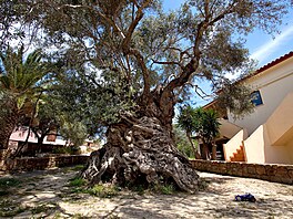 Olivovník z Kréty má být nejstarím stromem svta. Pamatovat má i stavbu...