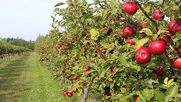 „Hospodaříme na 35 hektarech, na kterých se v minulé sezoně urodilo přes 170 tun ovoce,“ říká mladá podnikatelka. 
