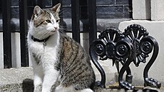 Kocour Larry před dveřmi premiérského sídla v Downing street číslo 10 (13....