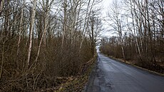Nemocné stromy v Litovelském Pomoraví ohroují i automobilovou dopravu.