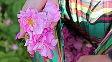 Re stolistá (Rosa centifolia).je to jedna z nejvoavjích rí pouívaných v...