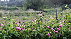 Producenti kv�tin z Grasse jsou po celém sv�t� uznáváni jako �pi�ky ve svém...