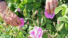 Re stolistá (Rosa centifolia) odkazuje svým jménem na velký poet okvtních...