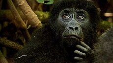 Gorily východní v národním parku v Kongu