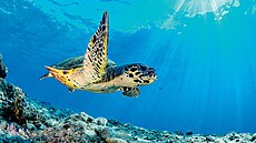 Karety jsou pova�ované za ohro�ené, n�které druhy jsou t�sn� p�ed vyhynutím....