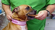 O doitní zadních zub a stoliek se umí postarat speciáln tvarované...