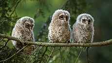 �Pár cvak�� z p�ede�lých dn�, tak autor v kv�tnu 2022 komentoval momentky z...