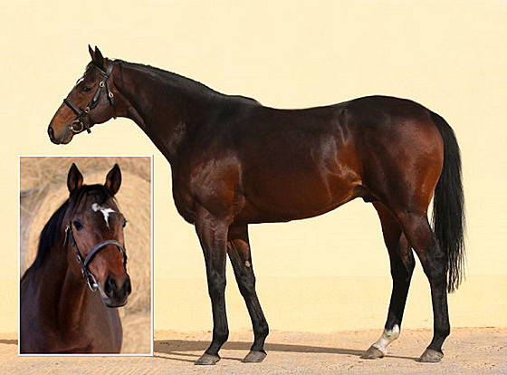 Anglický plnokrevník, který zmizel ze stáje v Krab�icích na Litom��icku.