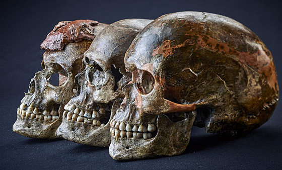 Lebky z trojhrobu z Dolních Vstonic, které zkoumali experti z Archeologického...