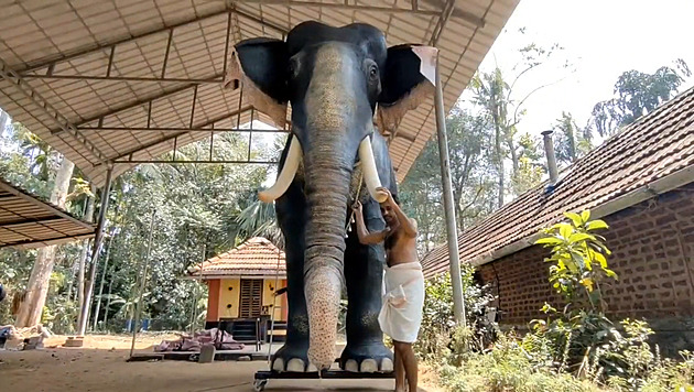 Mechanický slon pro rituály. Indický chrám chce chránit zvířata před utrpením