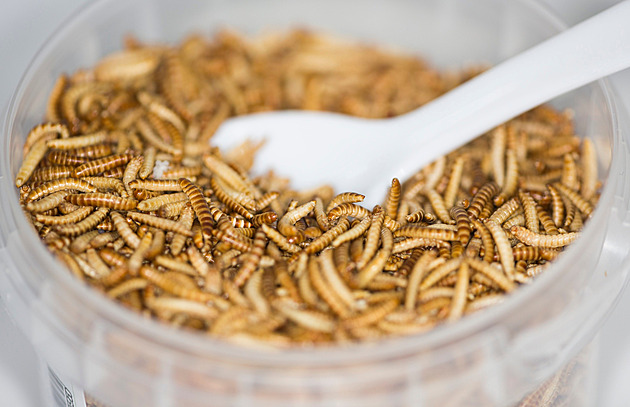 Dezinformace o hmyzu v jídle šíří i politici, ozvala se poškozená firma
