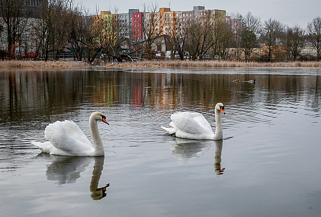 Vávrovské rybníky patí do soustavy Vrbenských rybník. Rozkládají se na...