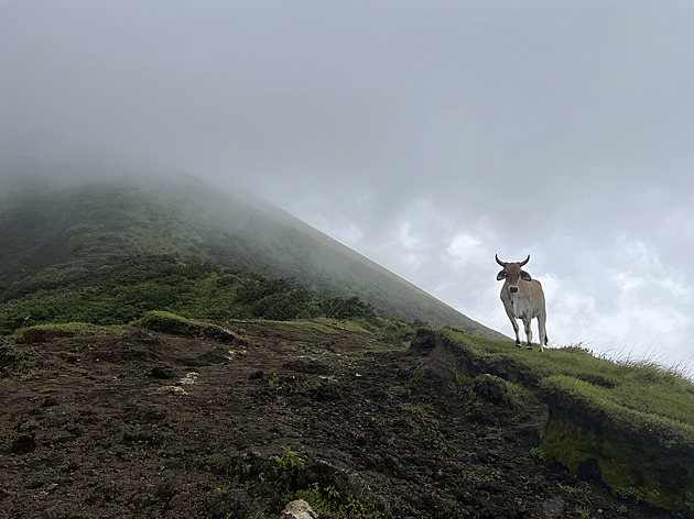 S divokými býky neobědvám! Ostrov Ometepe je rájem lovců vulkánů