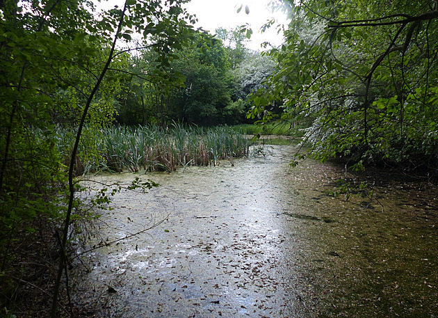 Jedním z míst, které ochránci přírody vykoupili, je i pískovna u Dolní Lutyně....