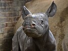 Sameek nosoroce dvourohho Magashi