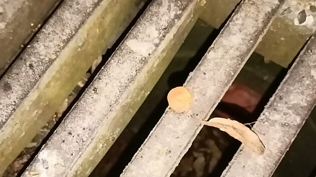 Do jeskyn� Ostrovsk� propast v Moravsk�m krasu n�kdo vylil v�t�� mno�stv� kaln� vody s mastnotou a se zbytky zeleniny.