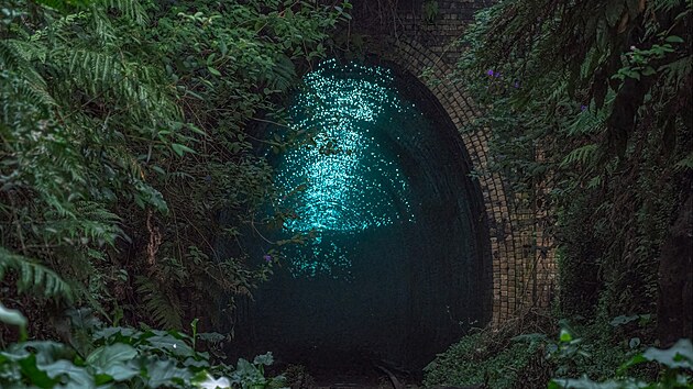 Profesionální fotograf Ian Williams patří k hrstce těch, kteří měli možnost v roce 2021 v rámci kontroly fungování ochranných opatření tunel navštívit. A zdá se, že se kolonie živých světýlek opravdu vzpamatovává.