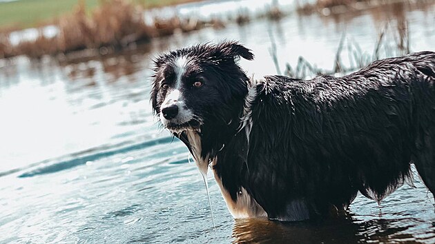 Desetilet� border kolie Dixie, kterou v Darkovic�ch na Opavsku zast�elil myslivec. �dajn� si ji spletl s li�kou.