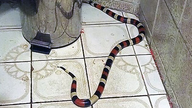 Krom� ps� vyj�d�j� karlovar�t� str�n�ci i k odchyt�m m�n� obvykl�m. A� u� to byla koza, papou�ek, had �i drav� pt�ci.