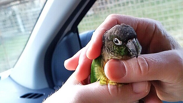 Krom� ps� vyj�d�j� karlovar�t� str�n�ci i k odchyt�m m�n� obvykl�m. A� u� to byla koza, papou�ek, had �i drav� pt�ci.