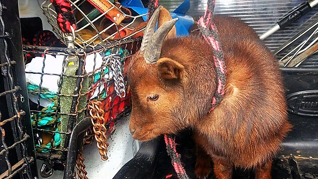 Krom� ps� vyj�d�j� karlovar�t� str�n�ci i k odchyt�m m�n� obvykl�m. A� u� to byla koza, papou�ek, had �i drav� pt�ci.