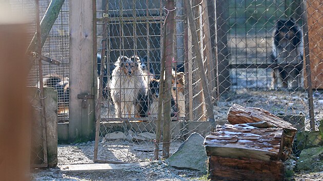 V nuzných podmínkách žije na statku v Útěchovicích asi 130 psů různých plemen. Státní veterinární správa prošetřuje, zda tu majitelka neprovozuje nepovolenou množírnu psů.