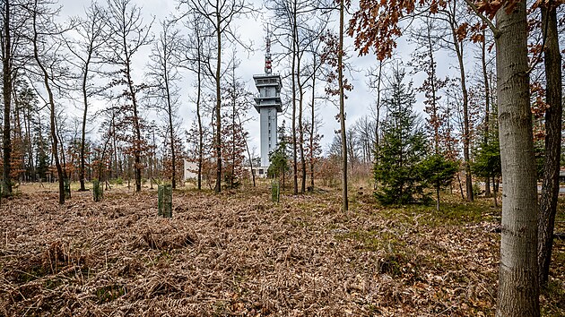 Hradec znovu uvažuje o koupi smíšených lesů u Koliby. (27. února 2023)