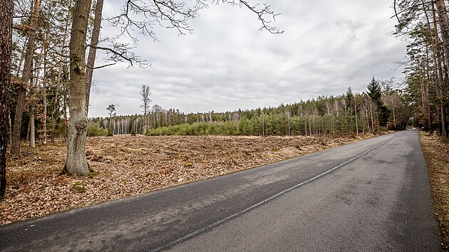 Hradec znovu uvažuje o koupi smíšených lesů u Koliby. (27. února 2023)