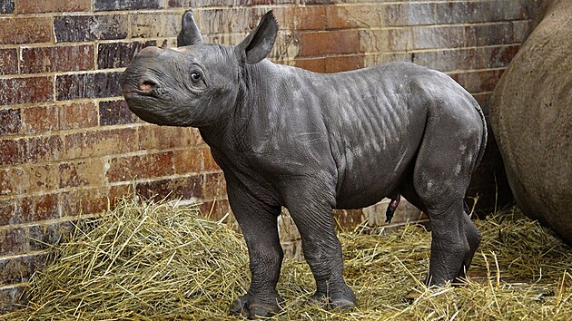Sameček nosorožce dvourohého Magashi