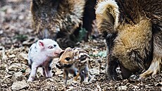 Nov� narozená selata v brn�nské obo�e Holedná.