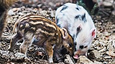 Nov� narozená selata v brn�nské obo�e Holedná.