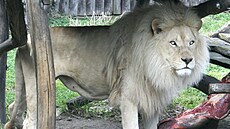 Lev jihoafrický byl dlouhodobou ozdobou hodonínské zoo.