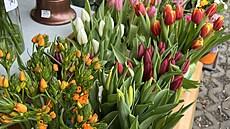 Na odbyt jdou krom karafiát i tulipány.
